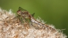 J01_4268 Sympetrum striolatum female